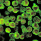Image: CDC